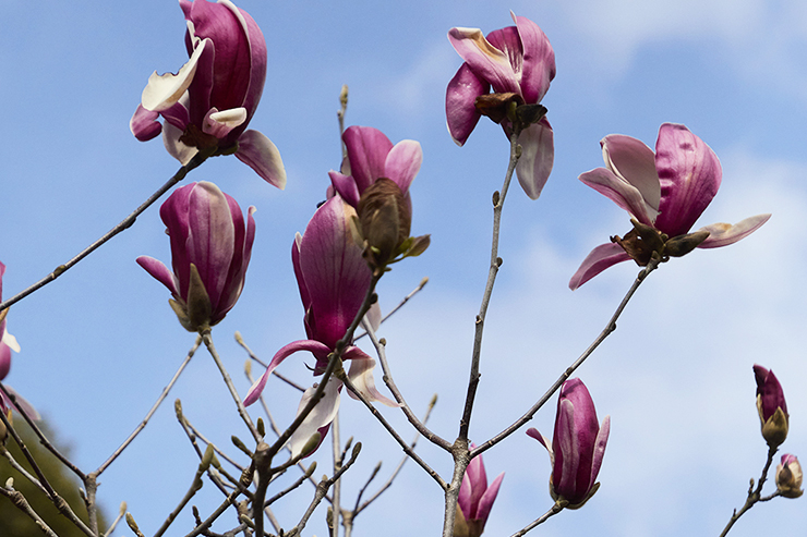 Sides Shell Bracelet