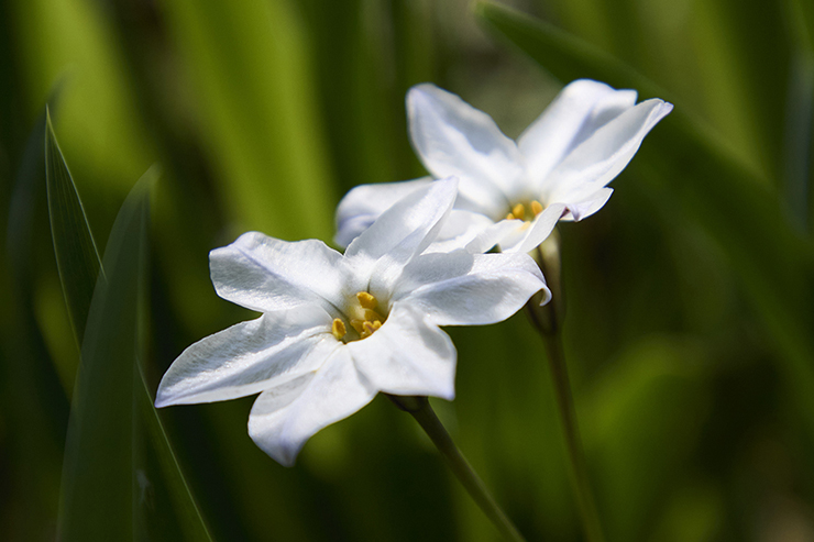 Love Hands Flat Top Turquoise Ring