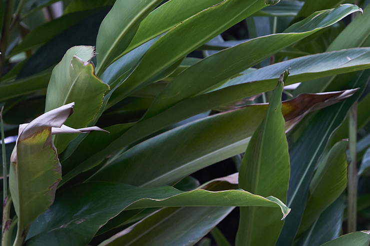 Plants