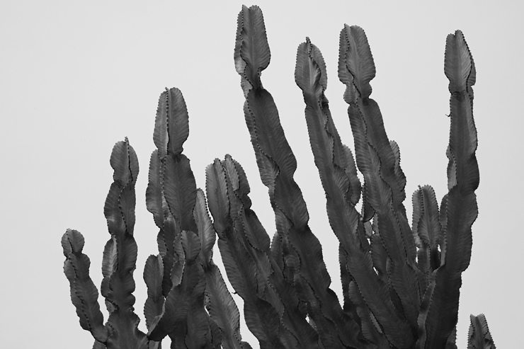 Desert Plants