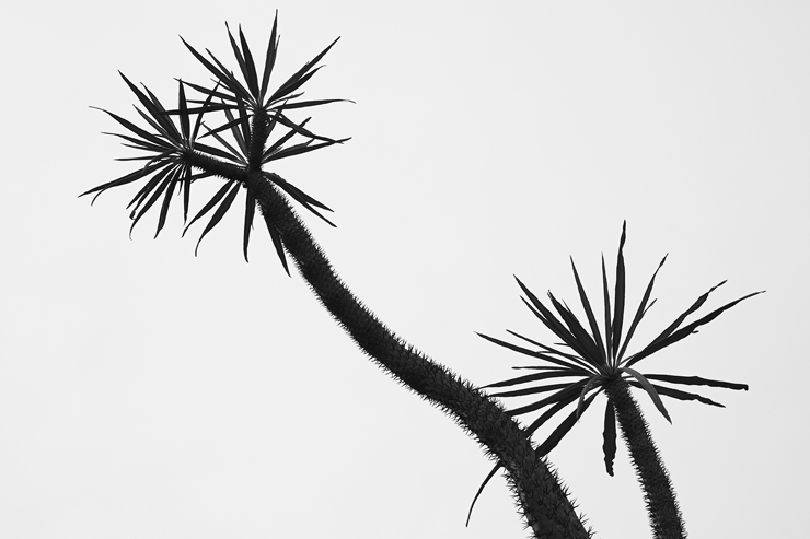 Desert Plants