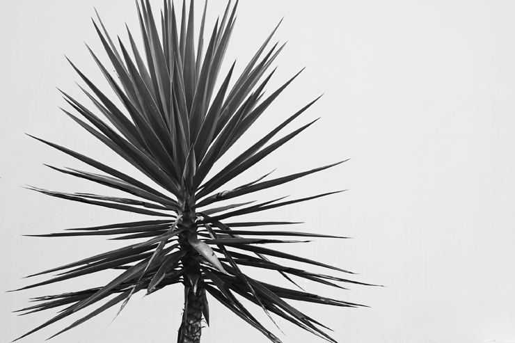 Desert Plants