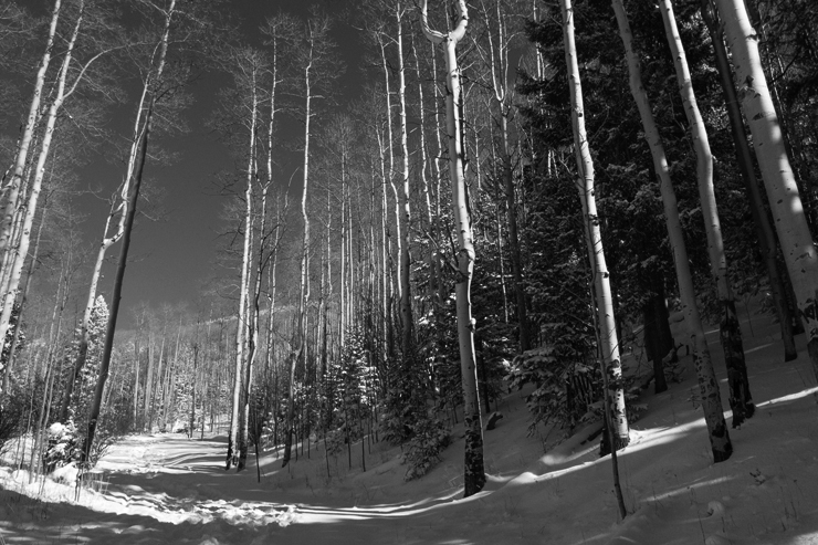 Snow / New Mexico