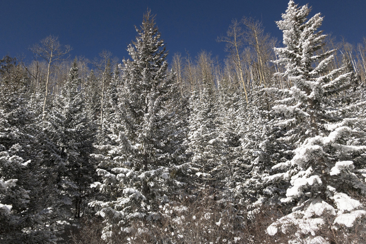 Snow / New Mexico