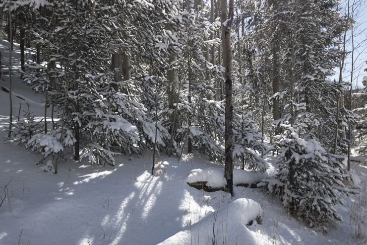 Snow / New Mexico