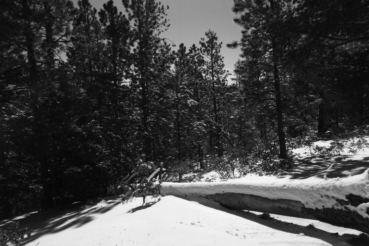 Snow / New Mexico