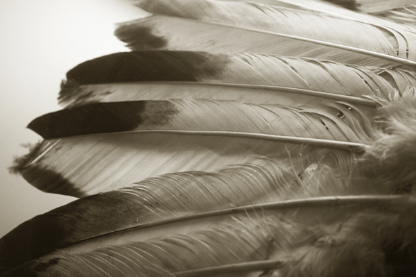 Warbonnets of Eagle Feathers / Power and Bravery