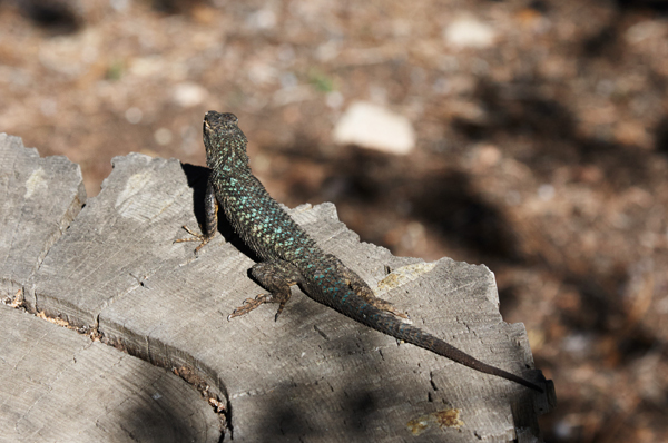 Lizard / Arizona